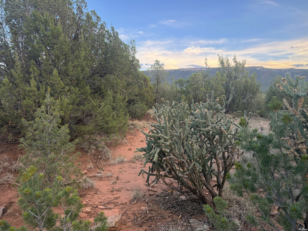 19 Rocky Bluffs — 10.04 Acres photo 4